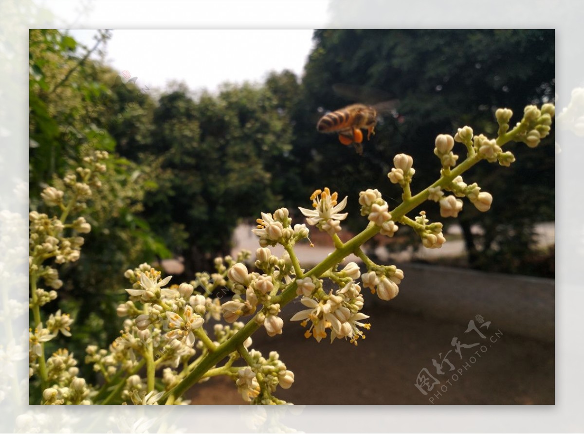 采花蜜的小蜜蜂