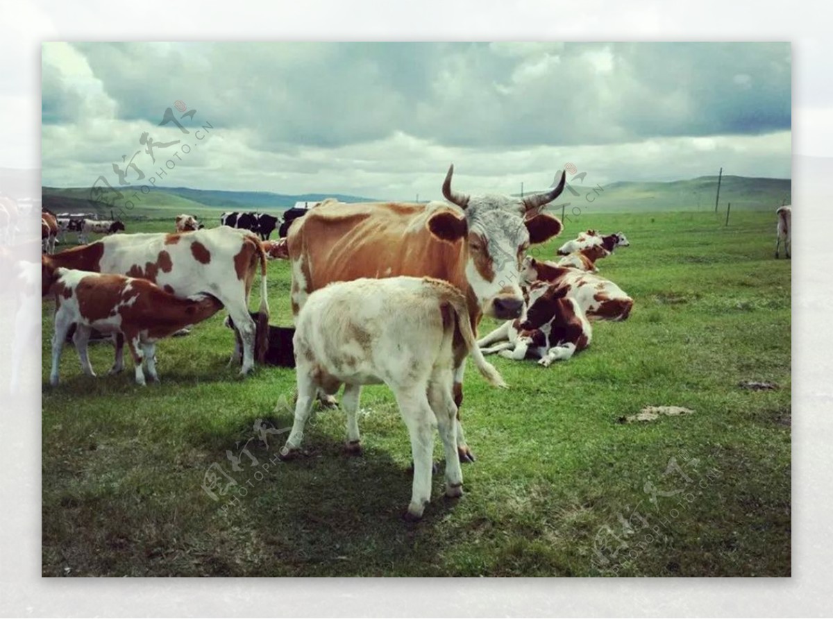 草原牛羊摄影图