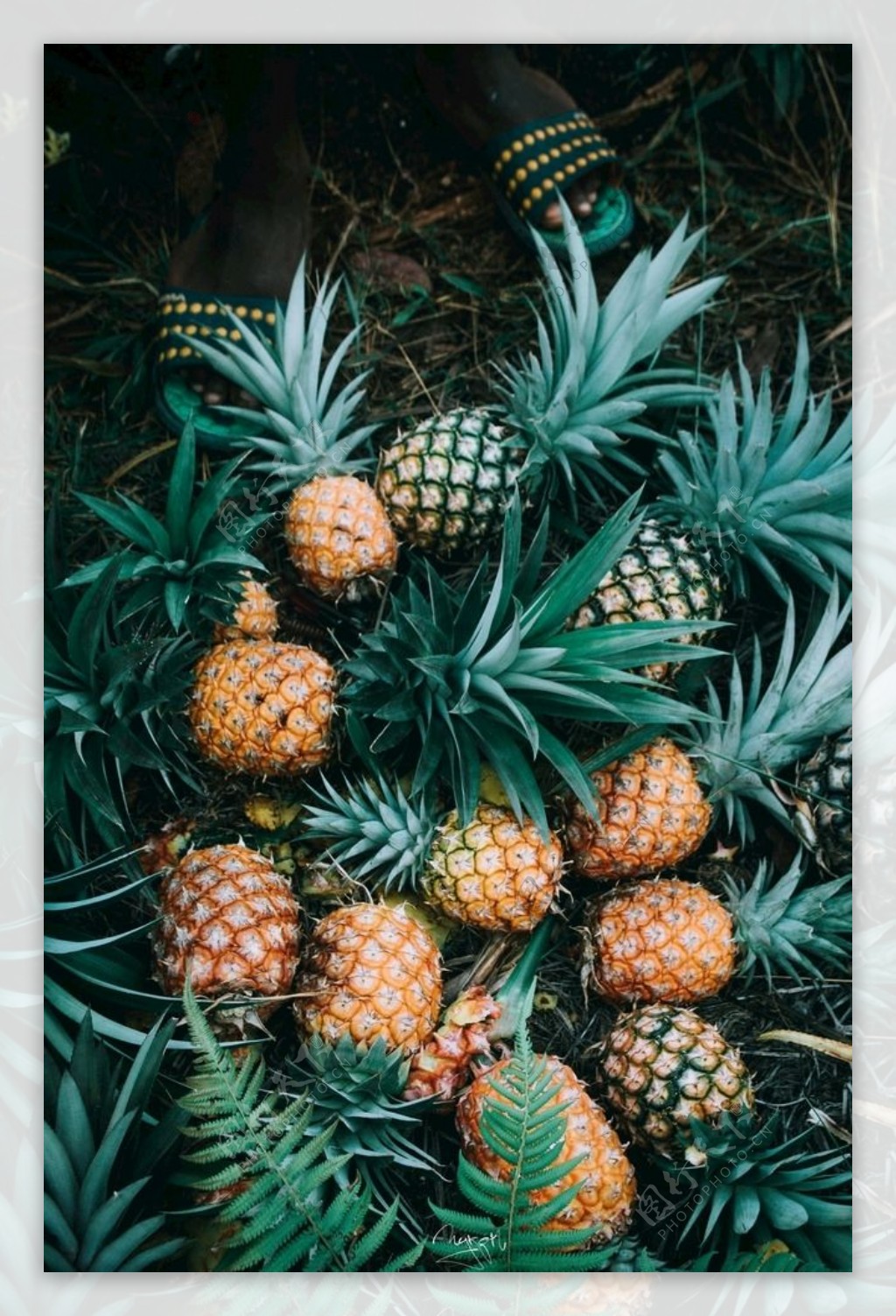 新鲜菠萝高清水果摄影