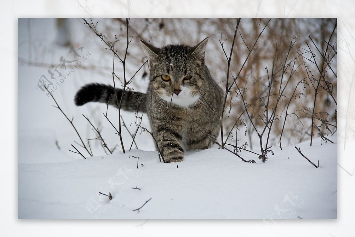 猫雪地里的猫