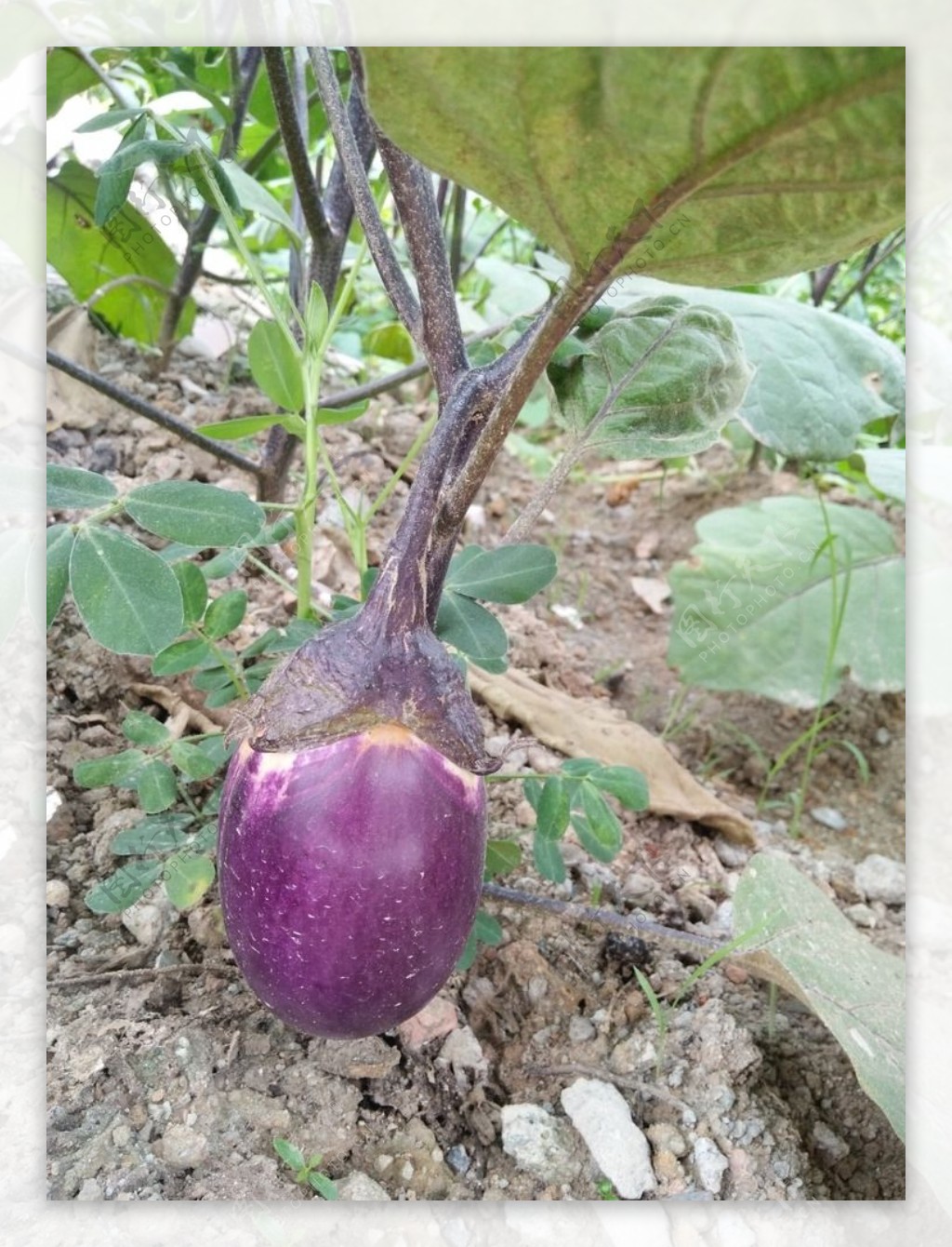 家常茄子植物紫色茄子