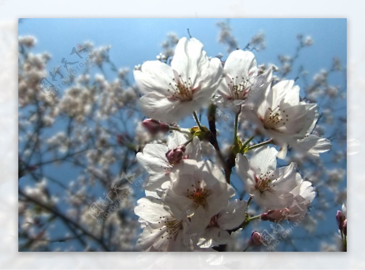 辰山植物园桃花