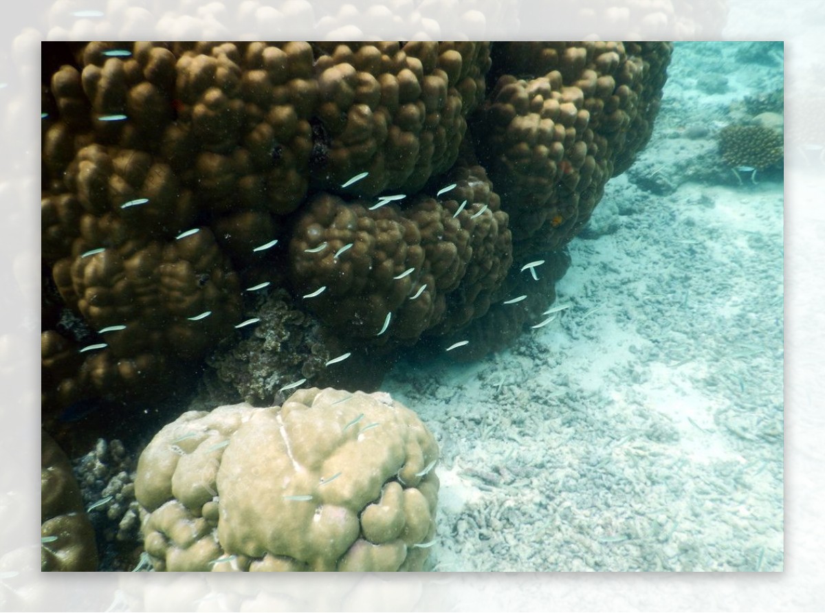 珊瑚礁小鱼