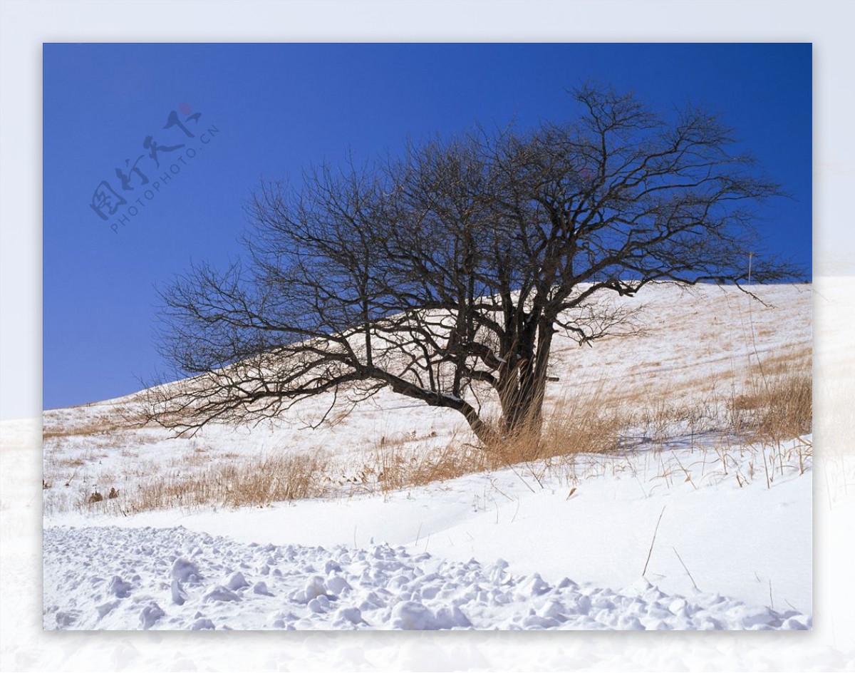 冬天雪景