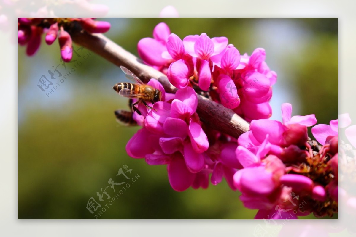 红花蜜蜂
