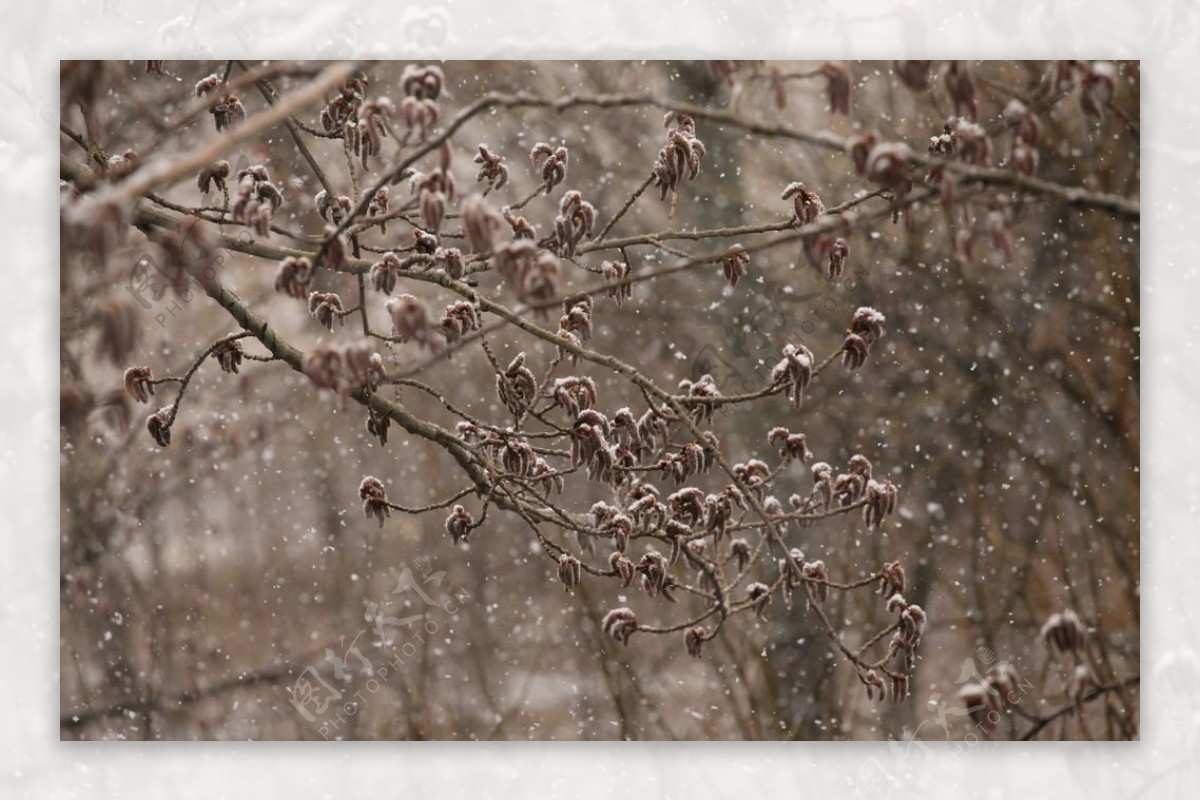 飘雪杨树花