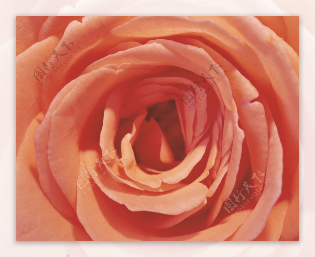 自然材质玫瑰花
