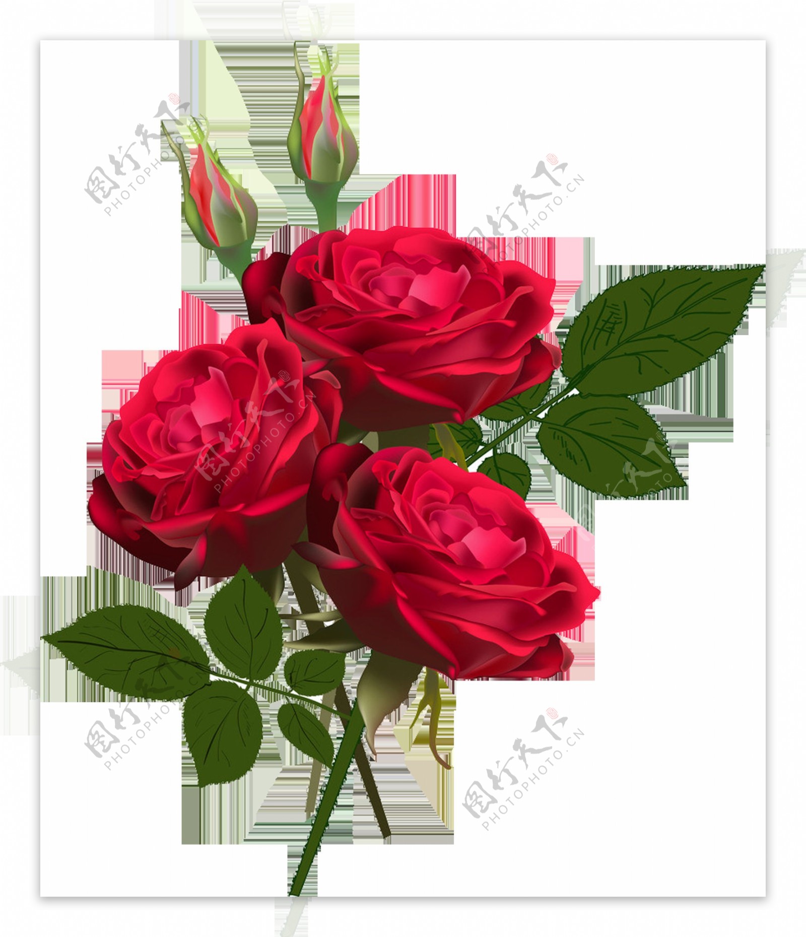 情人节装饰玫瑰花素材