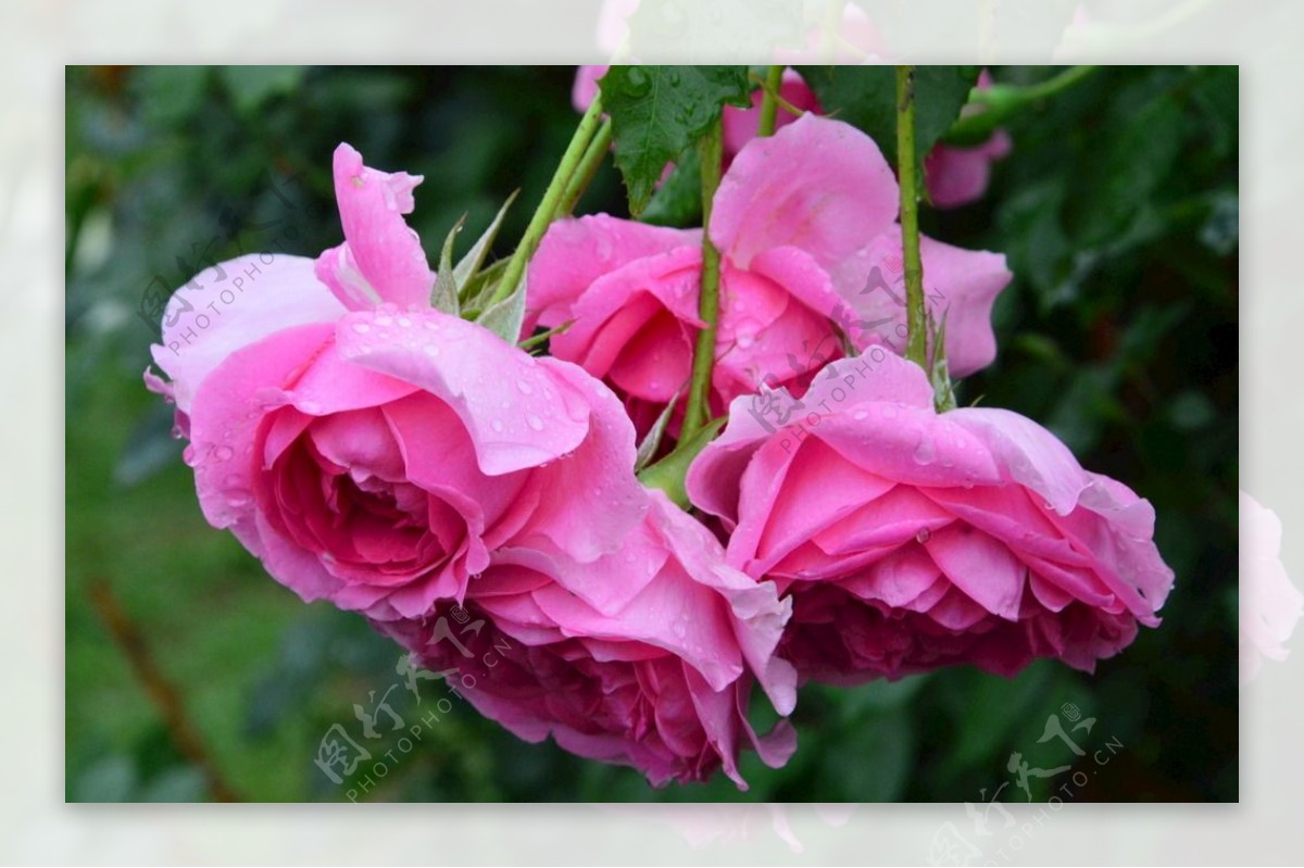 雨露月季花