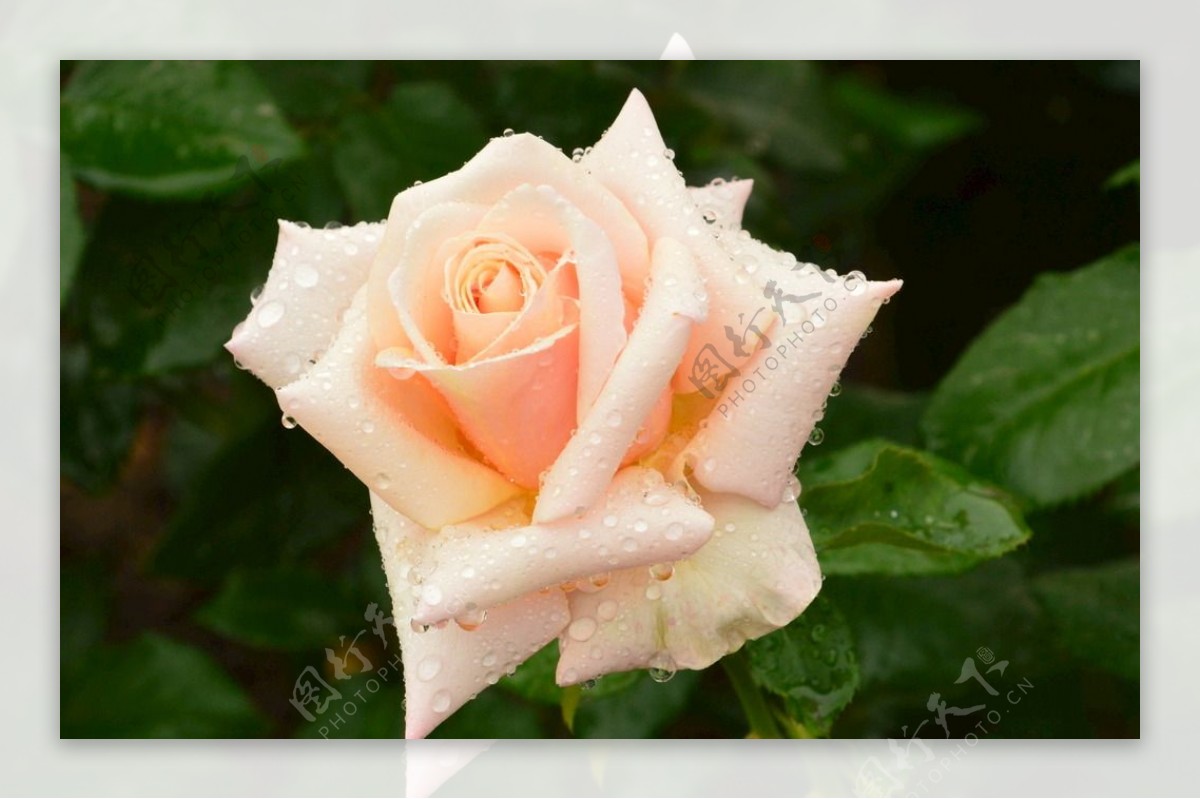 雨露月季花