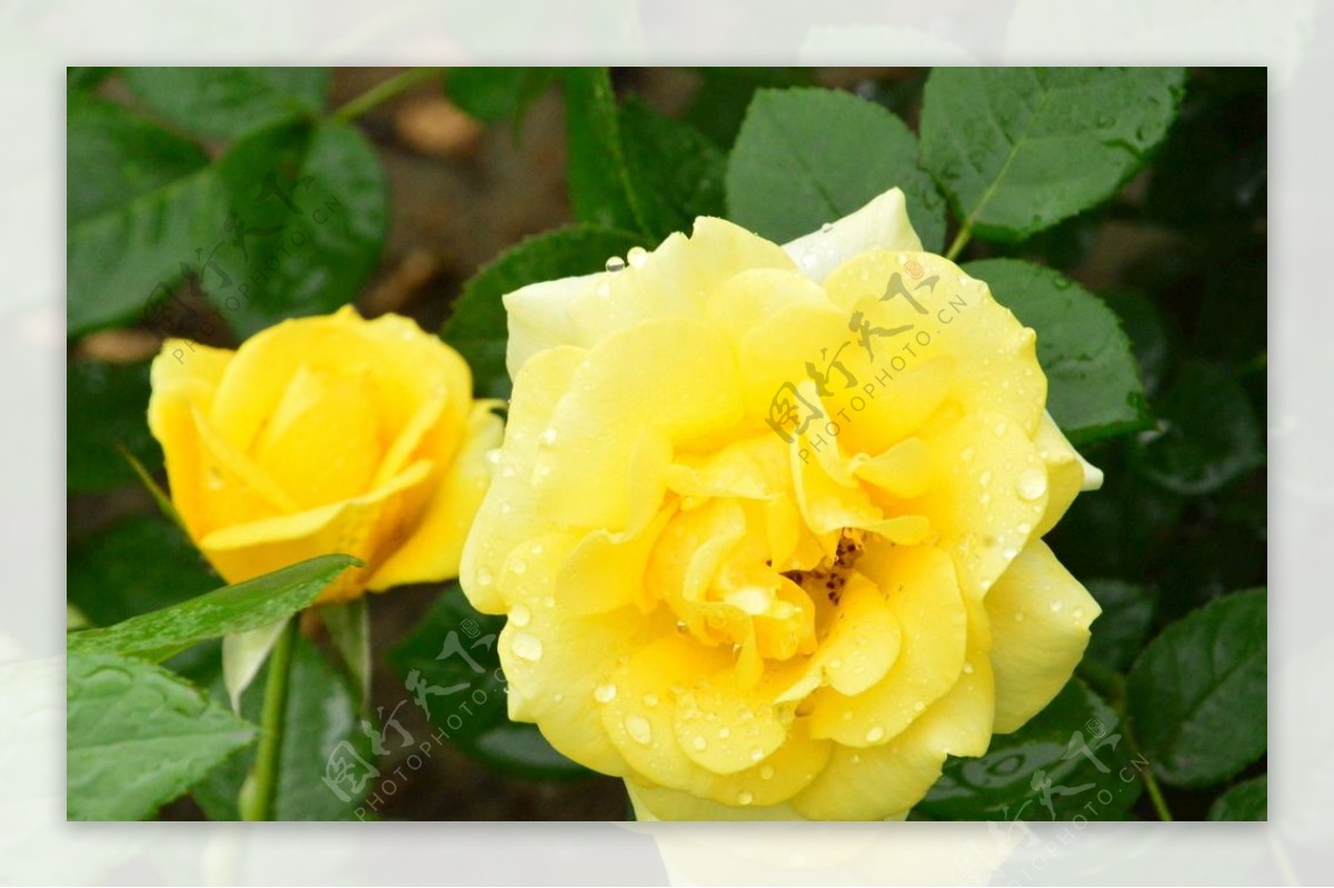 雨露月季花