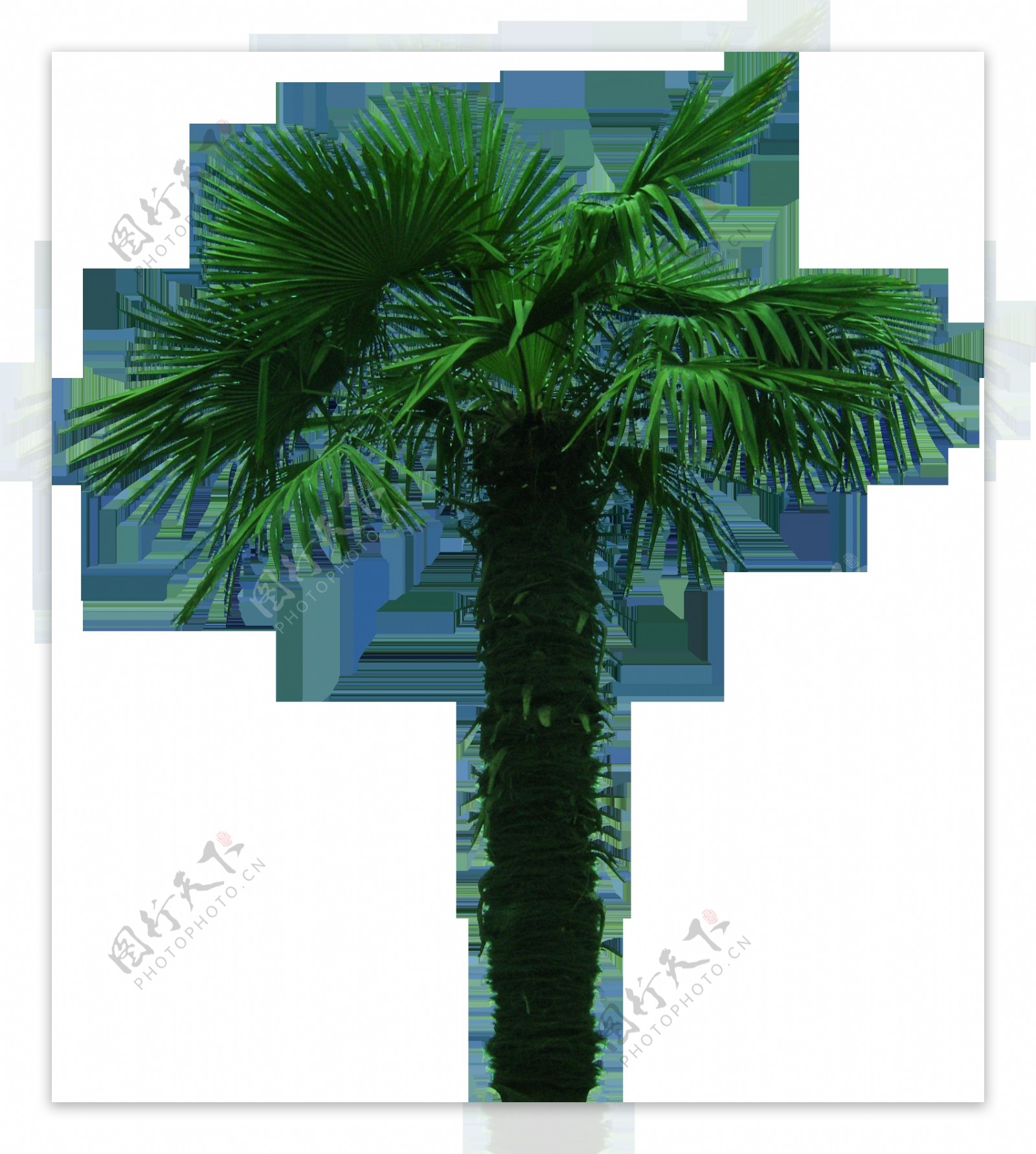 生长茂密椰子树产品实物