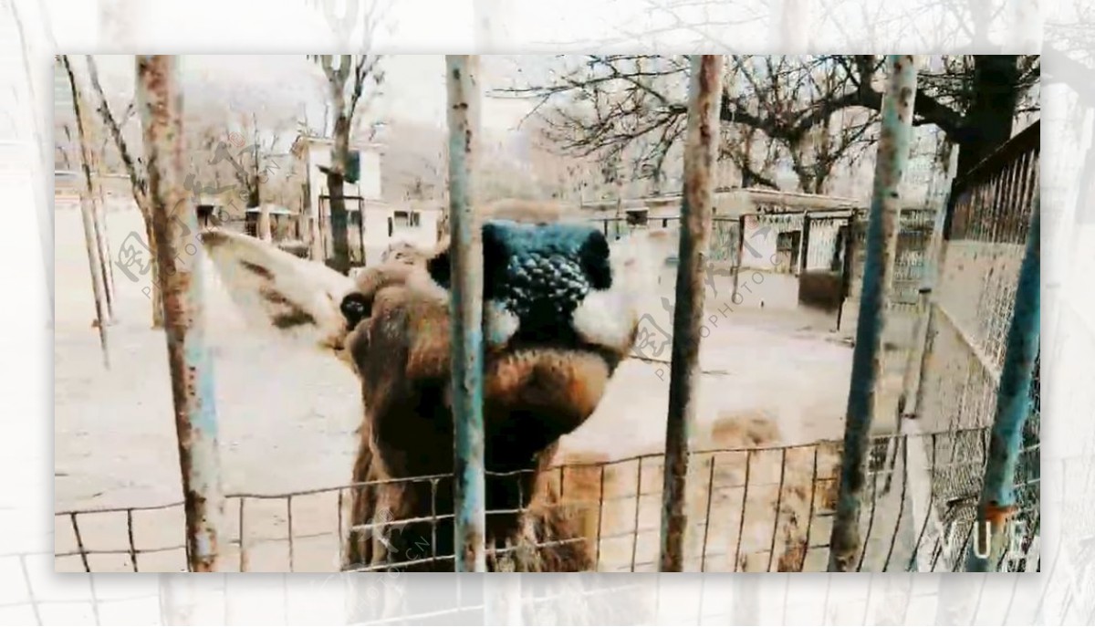 动物园趣拍之骆驼