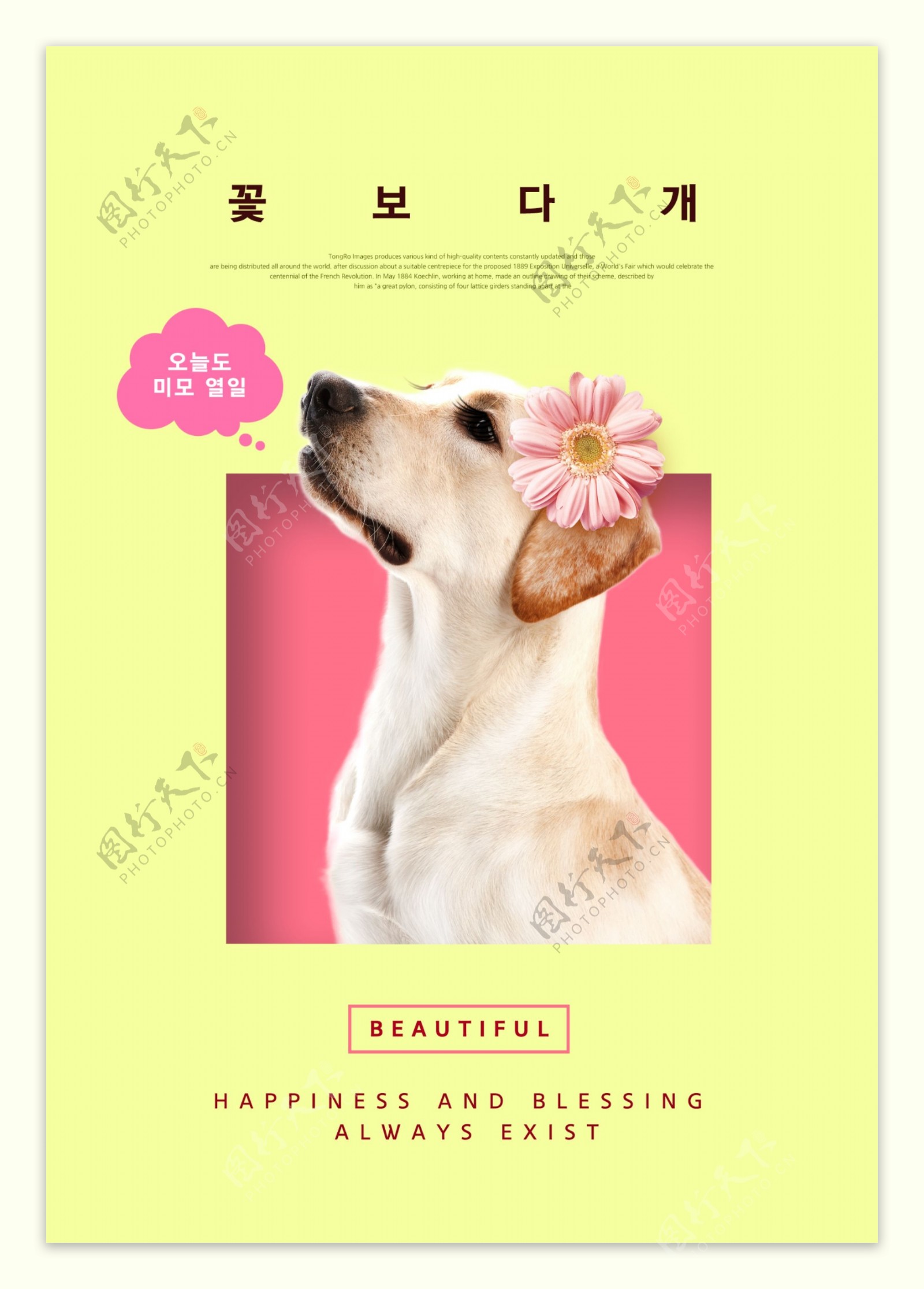 戴着红花的可爱宠物狗海报素材
