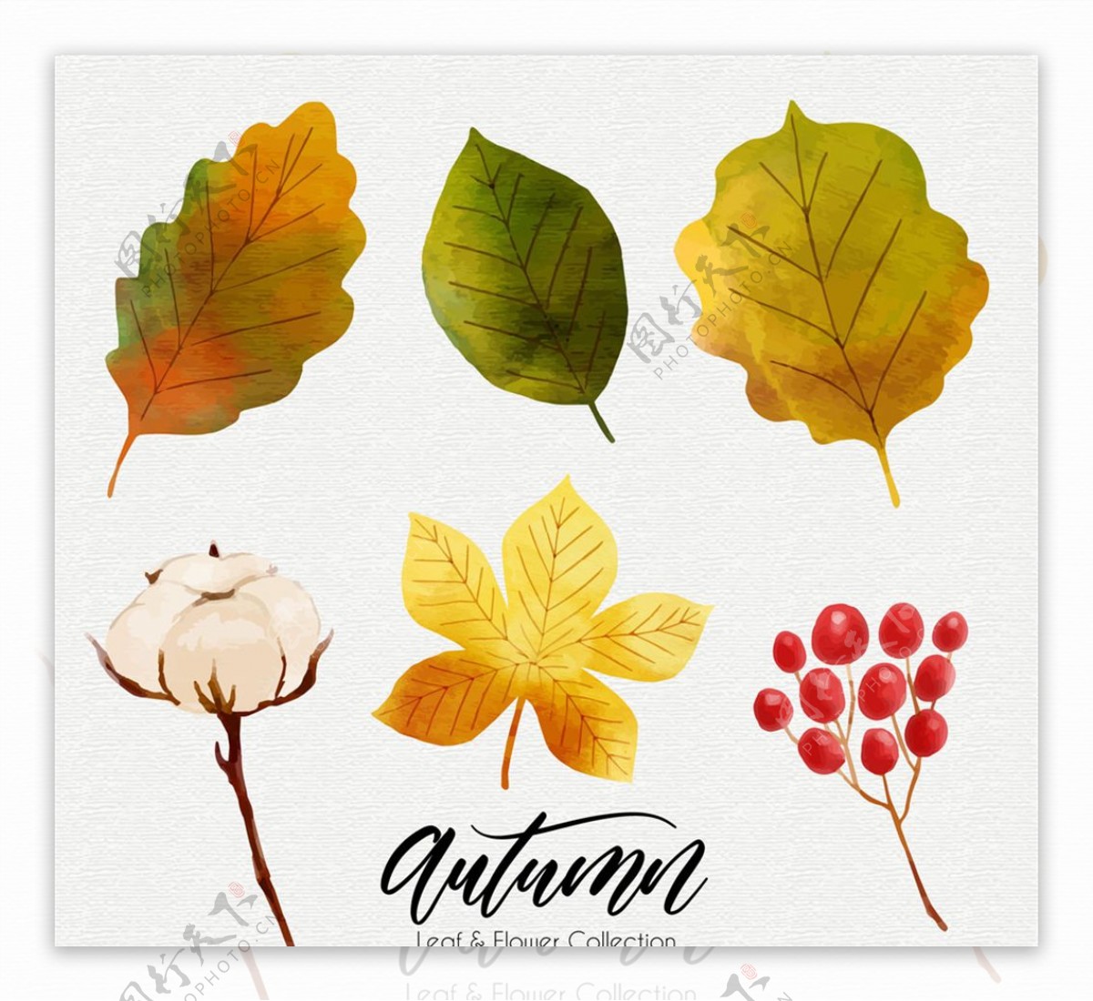 6款水彩绘秋季植物矢量素材