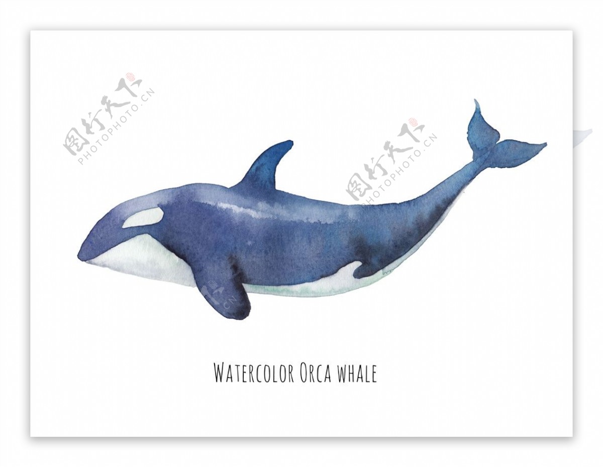 蓝色水彩绘海豚