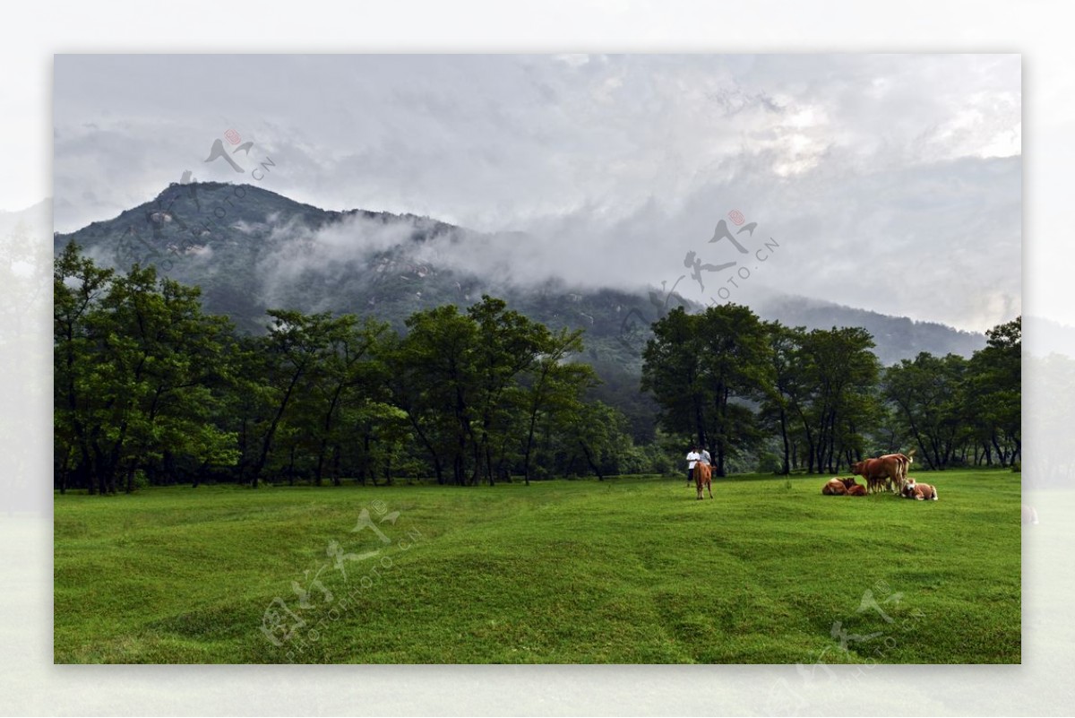 雨后草场