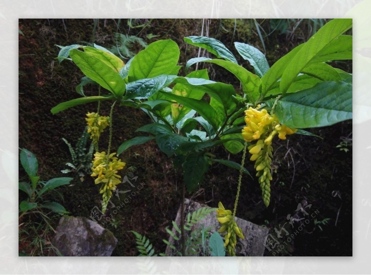 倒吊黄草药