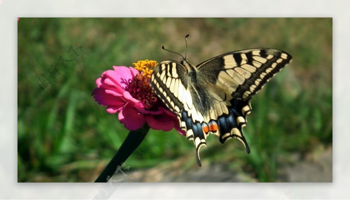 菊花上的燕尾蝶