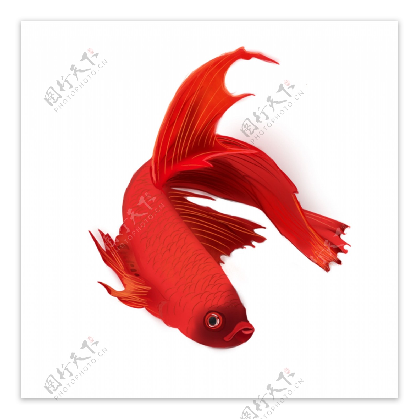 可商用红色喜庆中国风新年手绘金鱼装饰图案