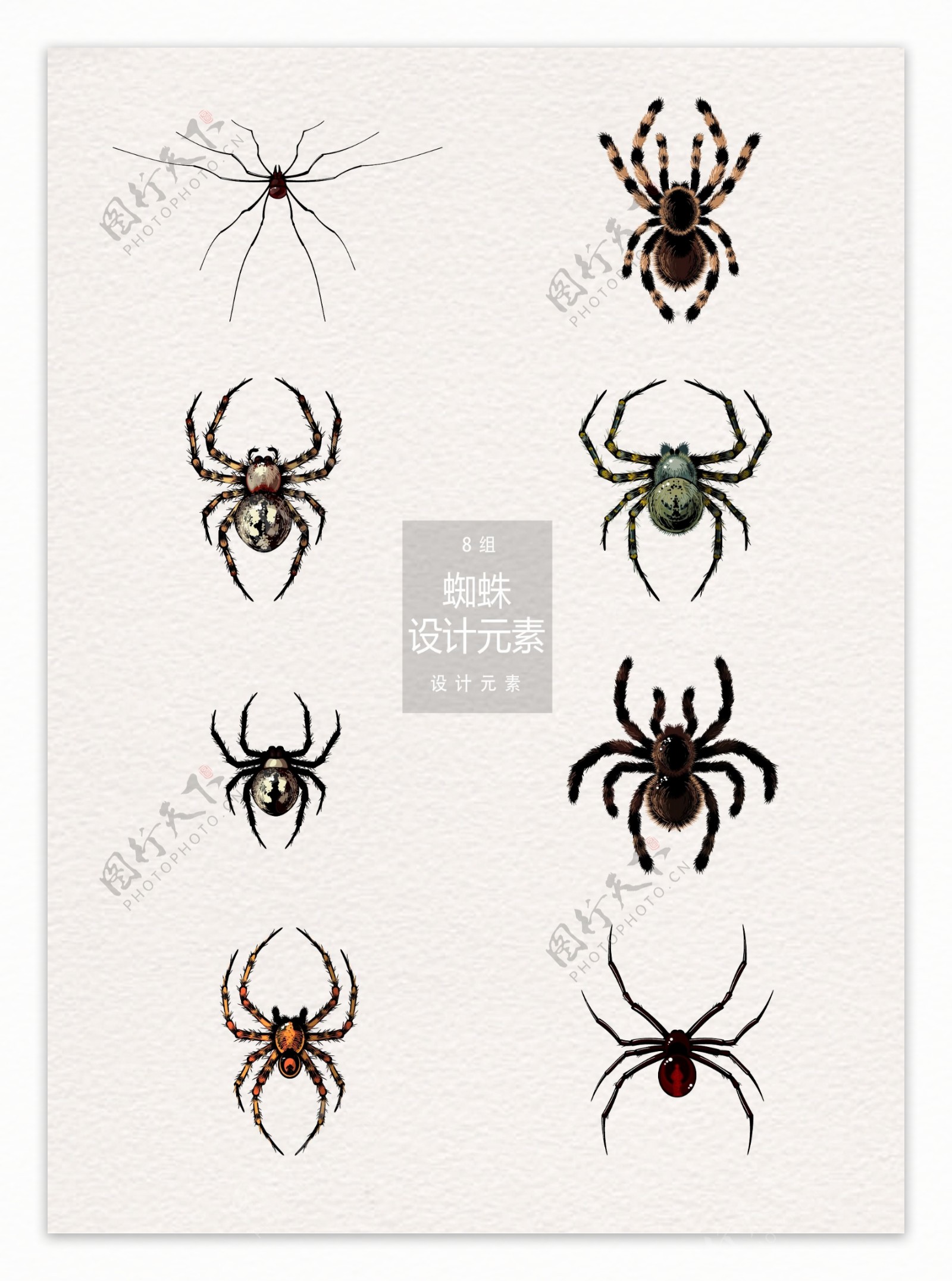 手绘蜘蛛设计元素