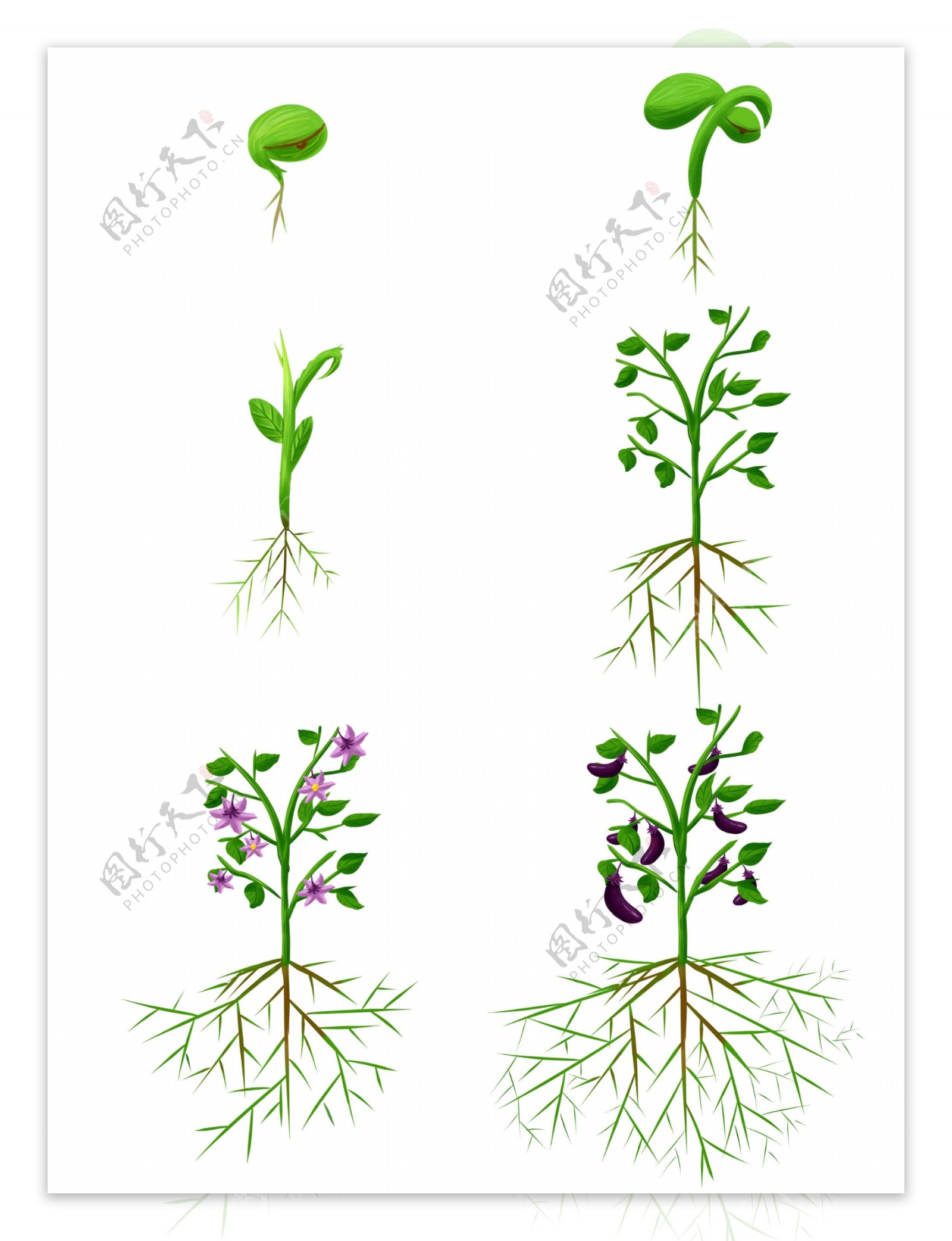 手绘植物生长过程发芽开花商用茄子根部