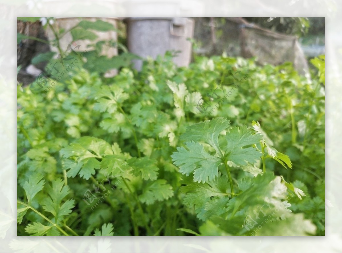 菜园农家菜香菜菜地种菜