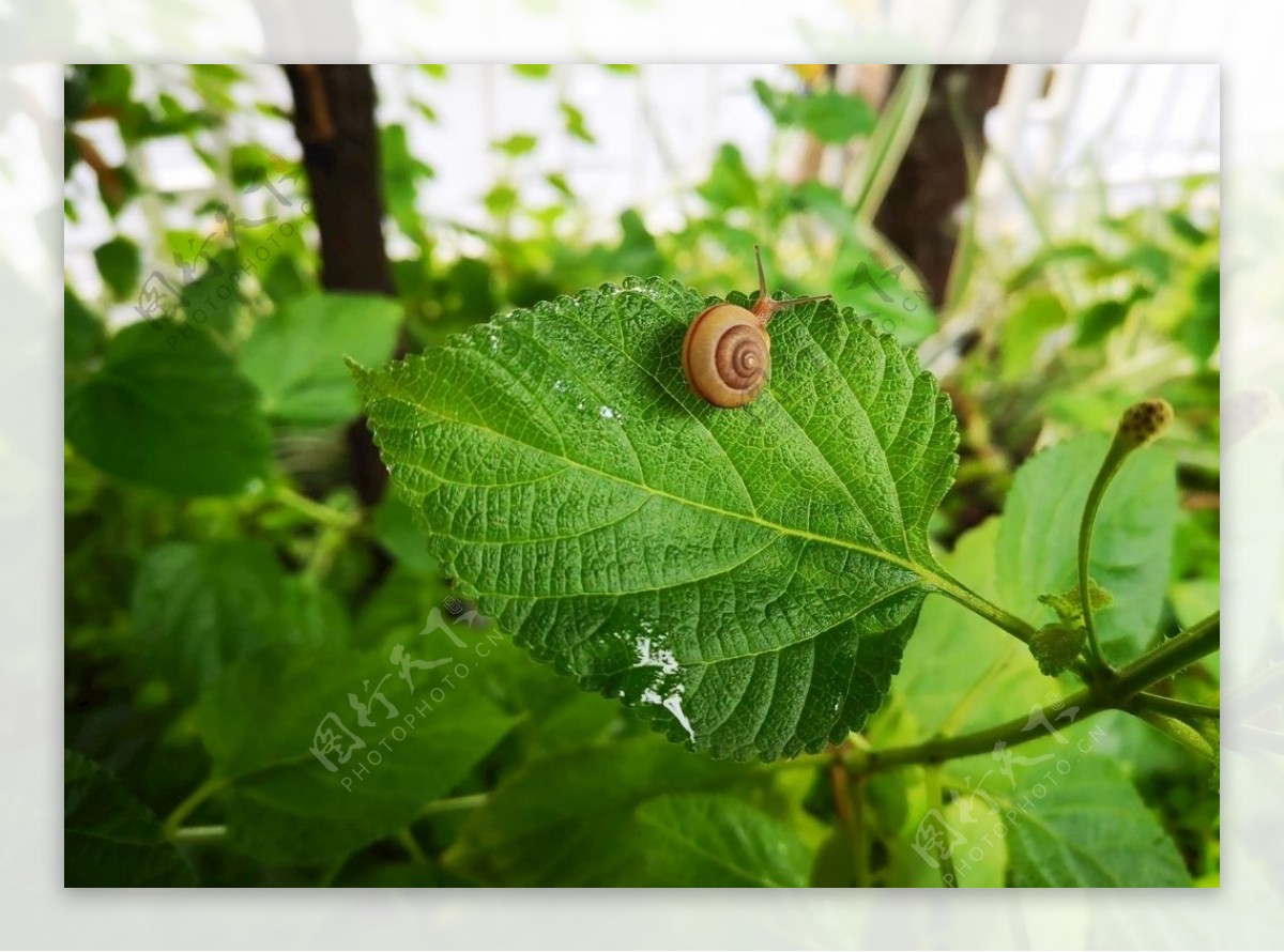 绿叶蜗牛