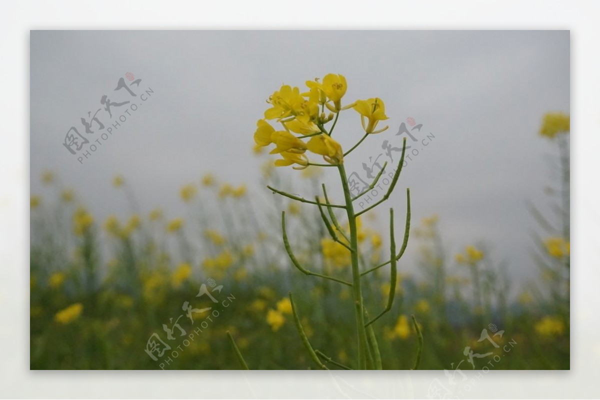 油菜花