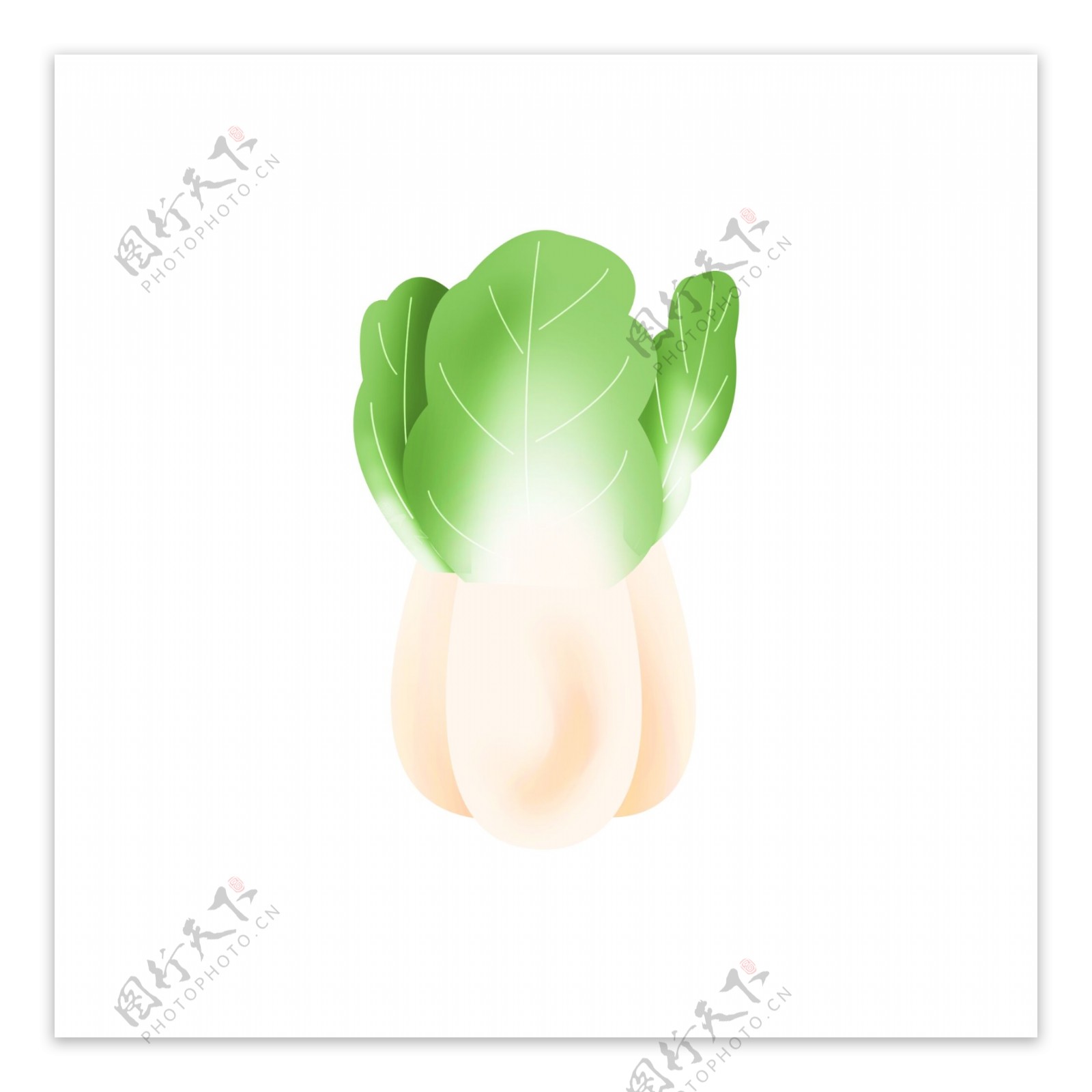 手绘蔬菜白菜插画