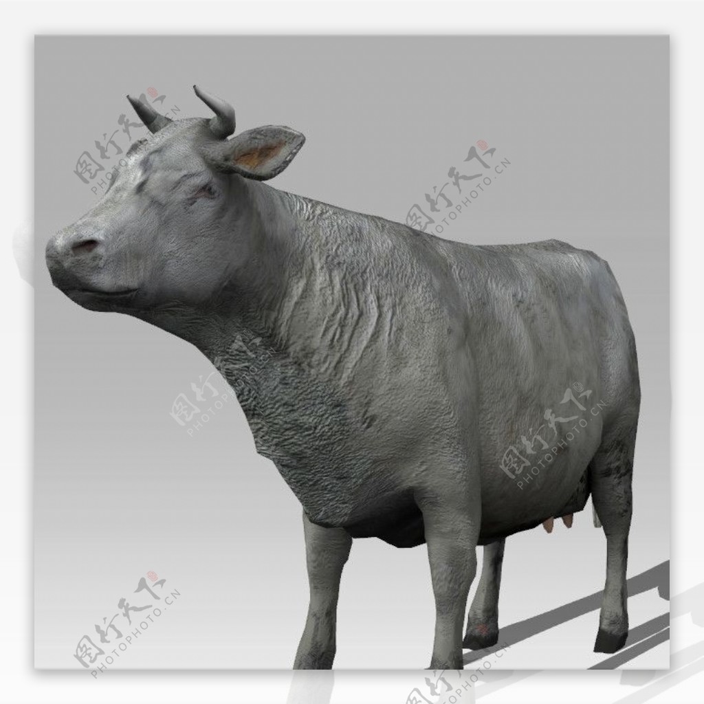 卡通动物牛模型