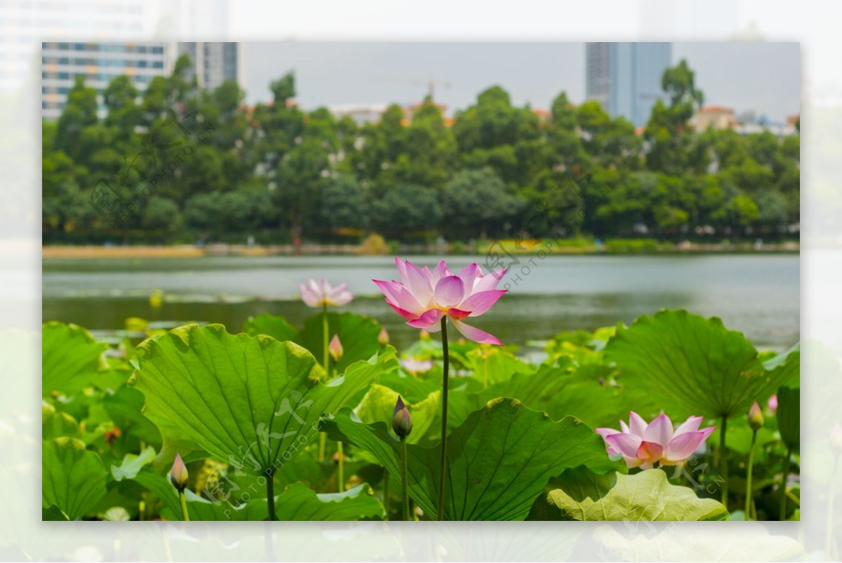 荷花荷花池池塘洪湖公园