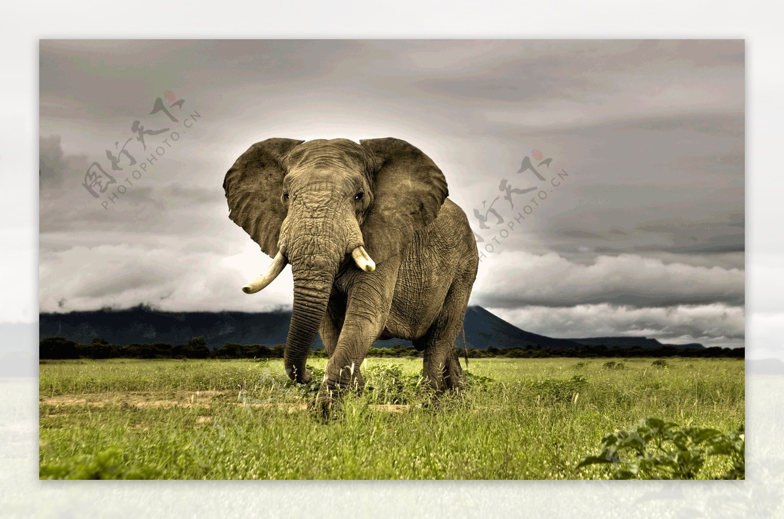 体型庞大的大象