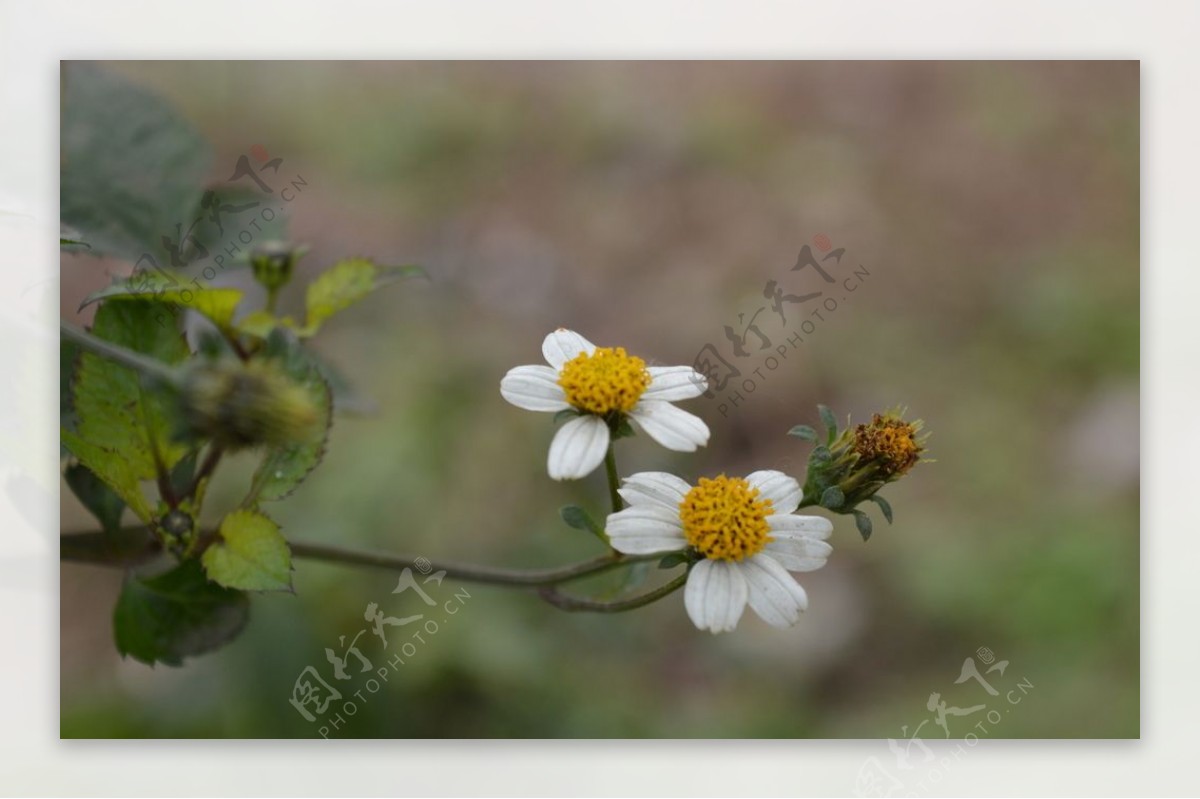 白色小花