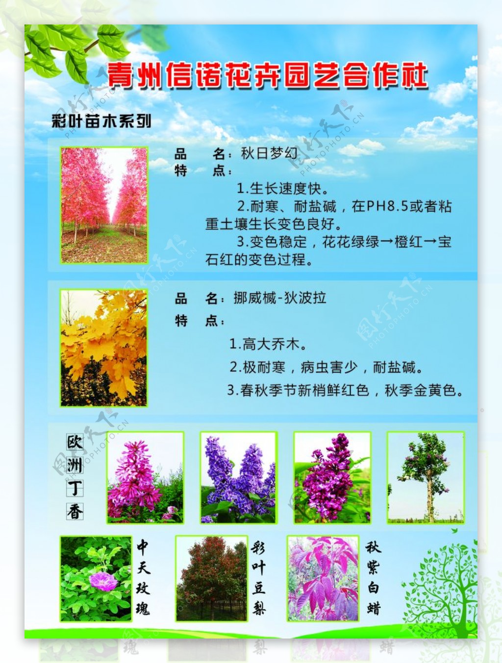 花卉宣传单页