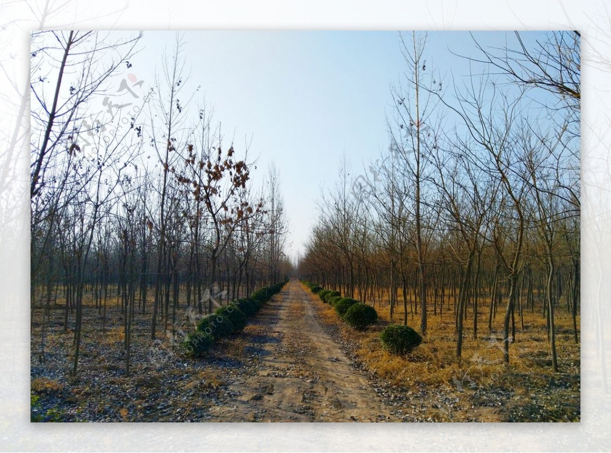 日暮下的树林风景