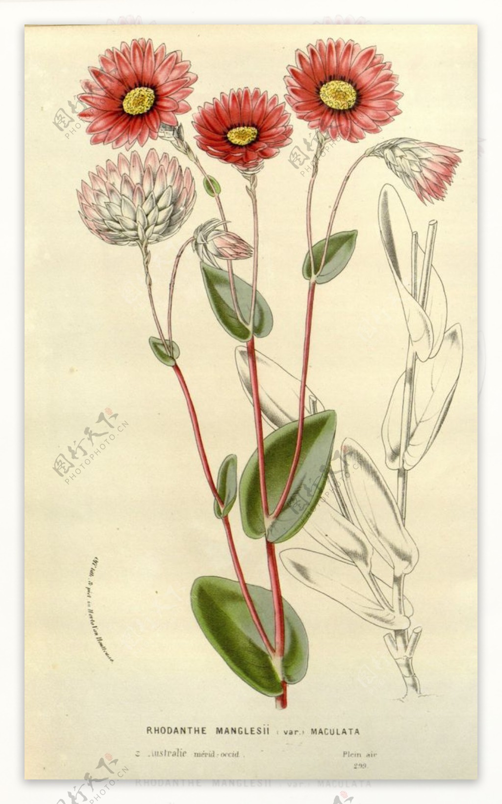 复古美式花鸟植物装饰画