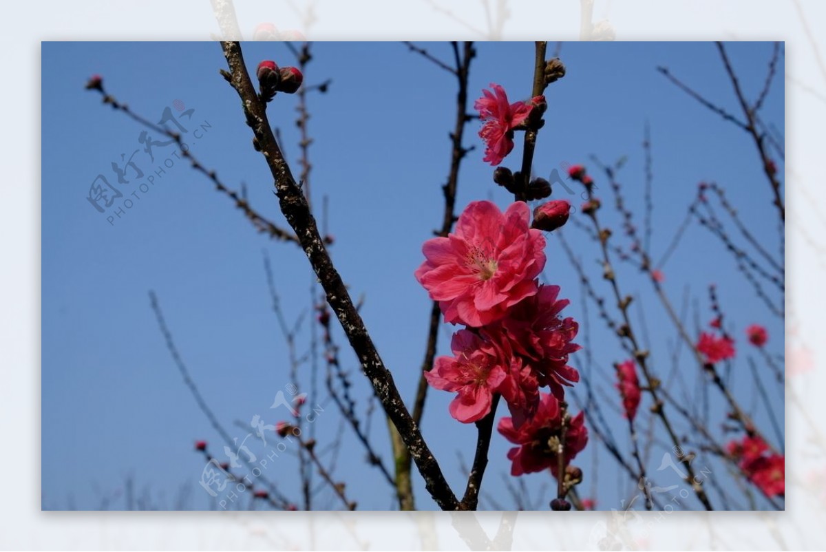 绽放的桃花