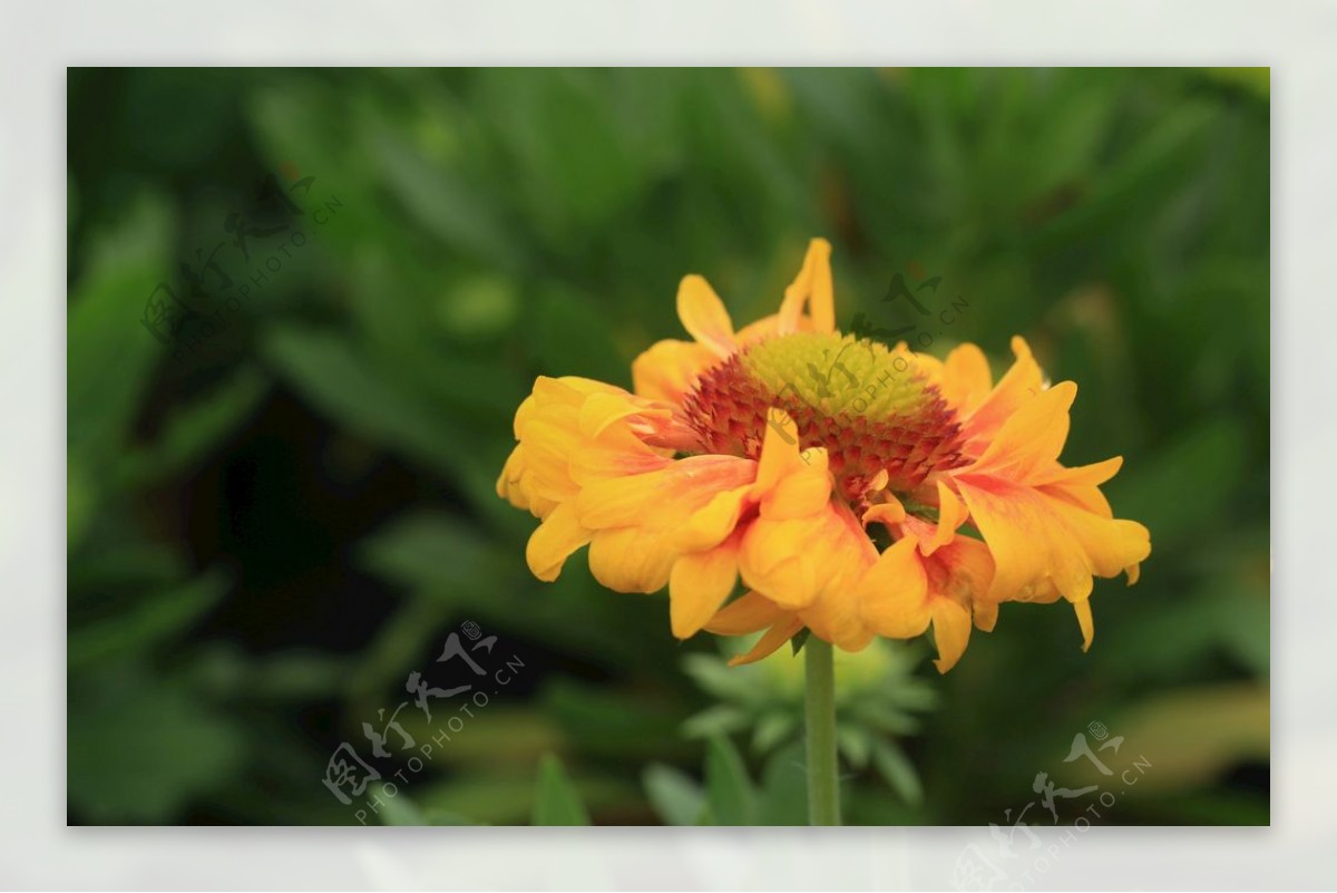 菊花一枝独秀