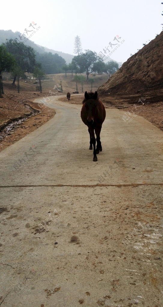 北京八达岭野生动物园马