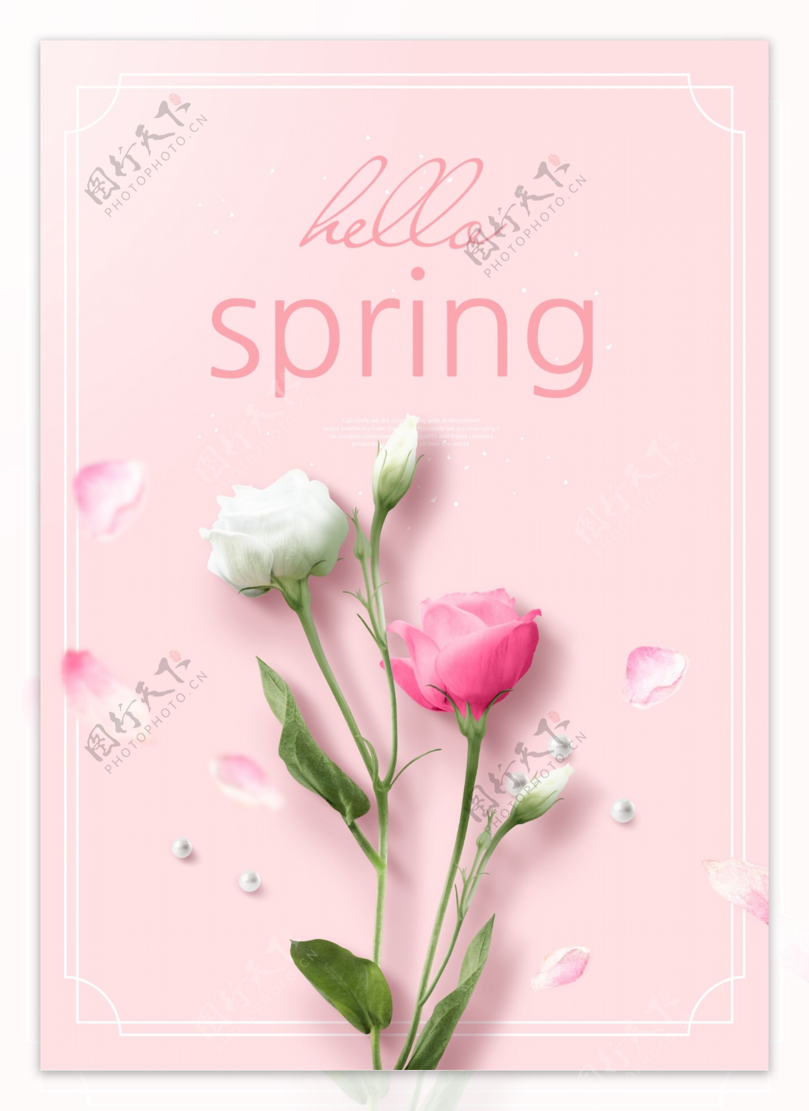 粉色玫瑰花的约春海报