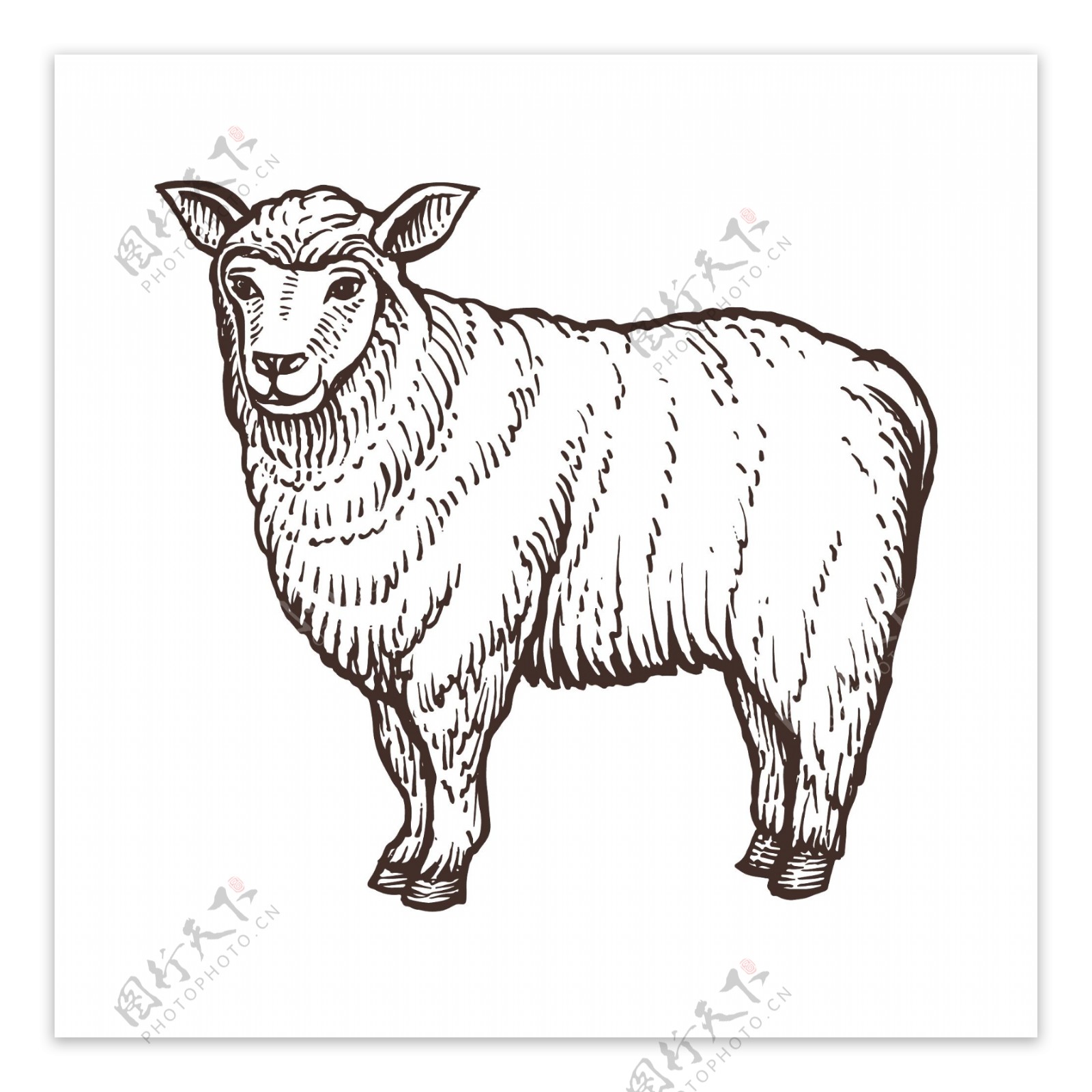 绵羊农场动物草图孤立的绵羊哺乳动物