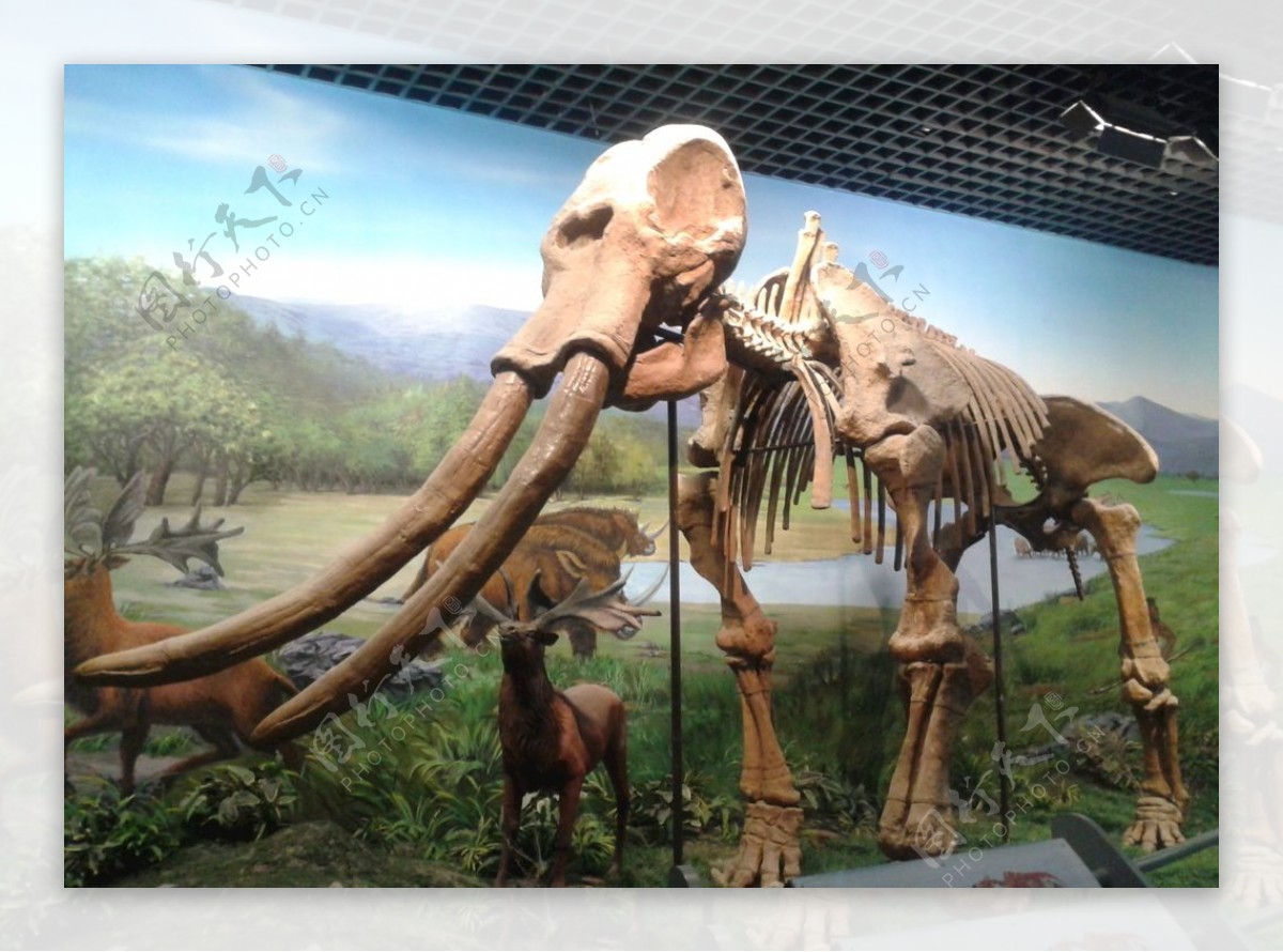 新研究表明人类在欧亚大陆的猛犸象灭绝中发挥了重要作用 - 化石网