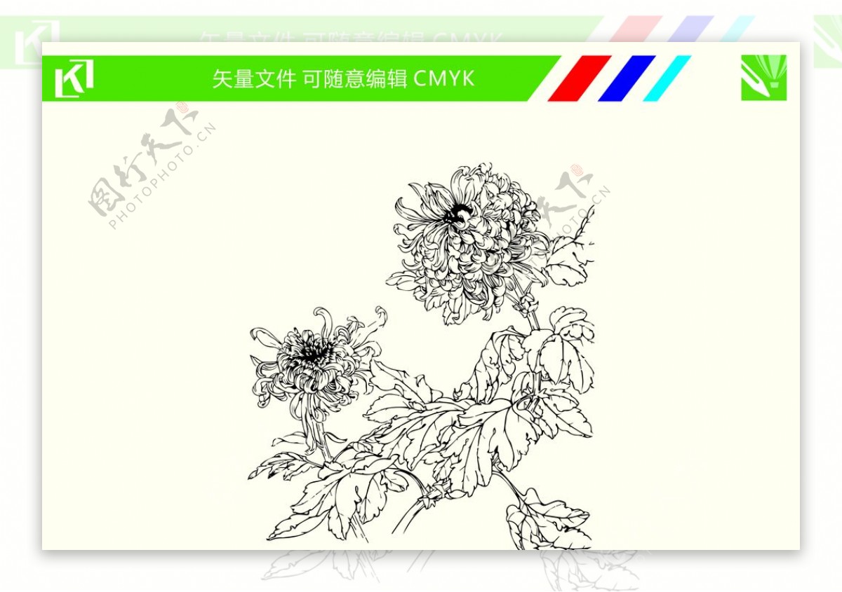 菊花手绘线条图