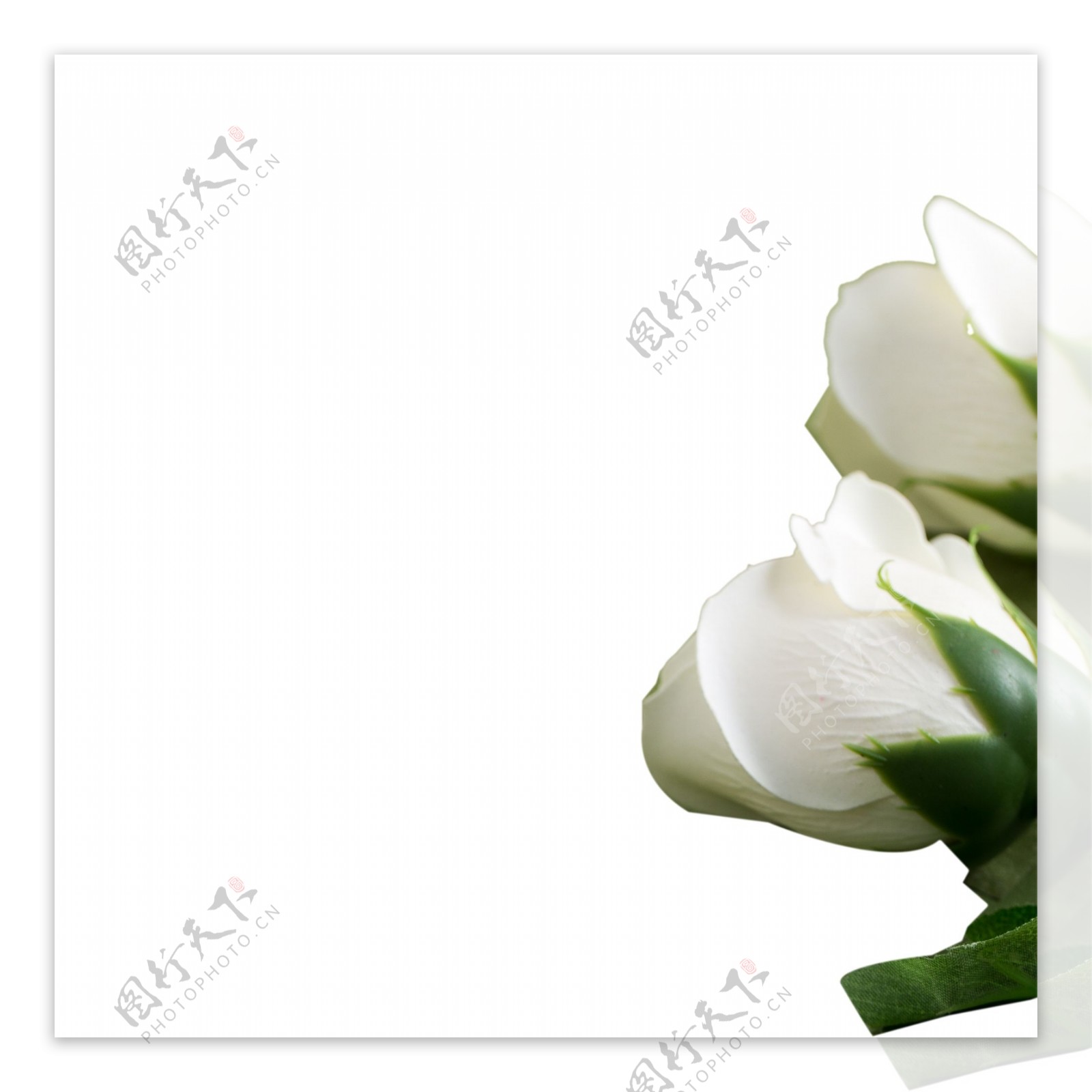 白色的花朵免抠图