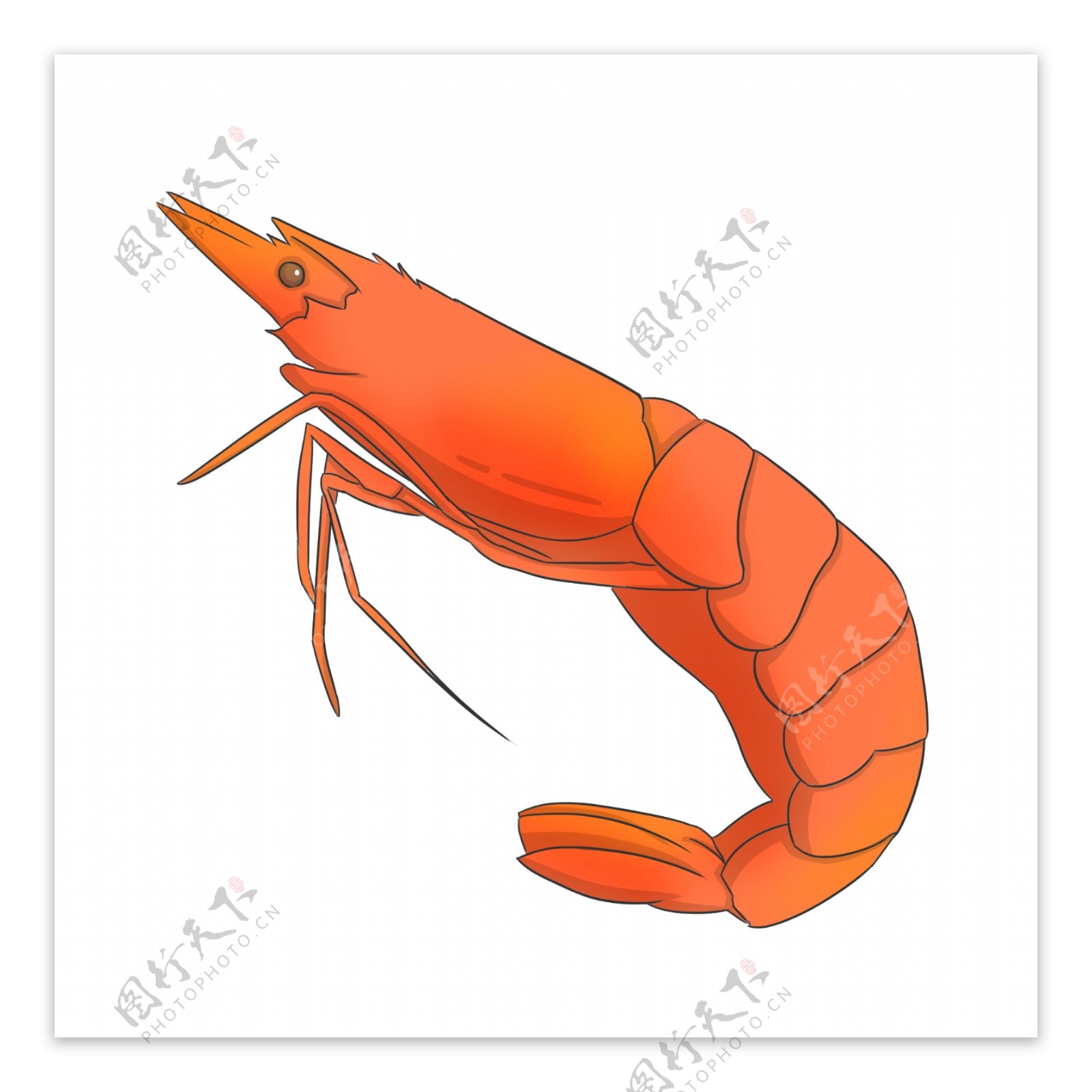 红色的大虾手绘插画