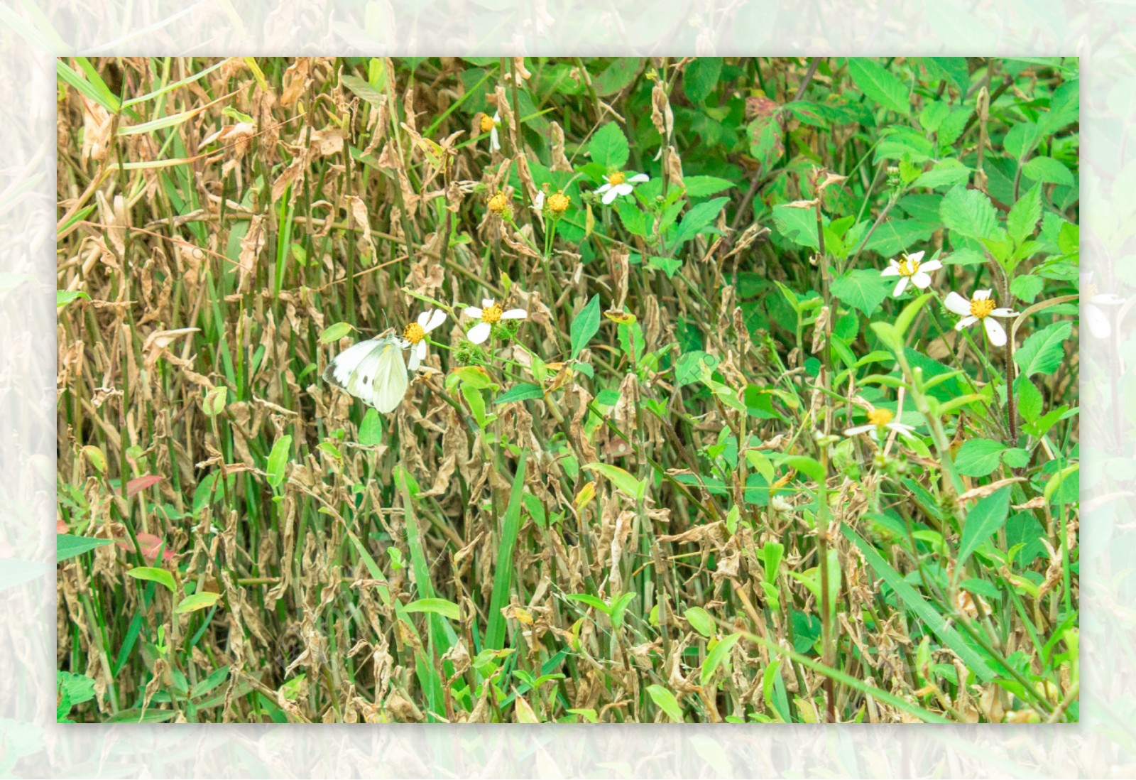 正在采花粉的蝴蝶摄影