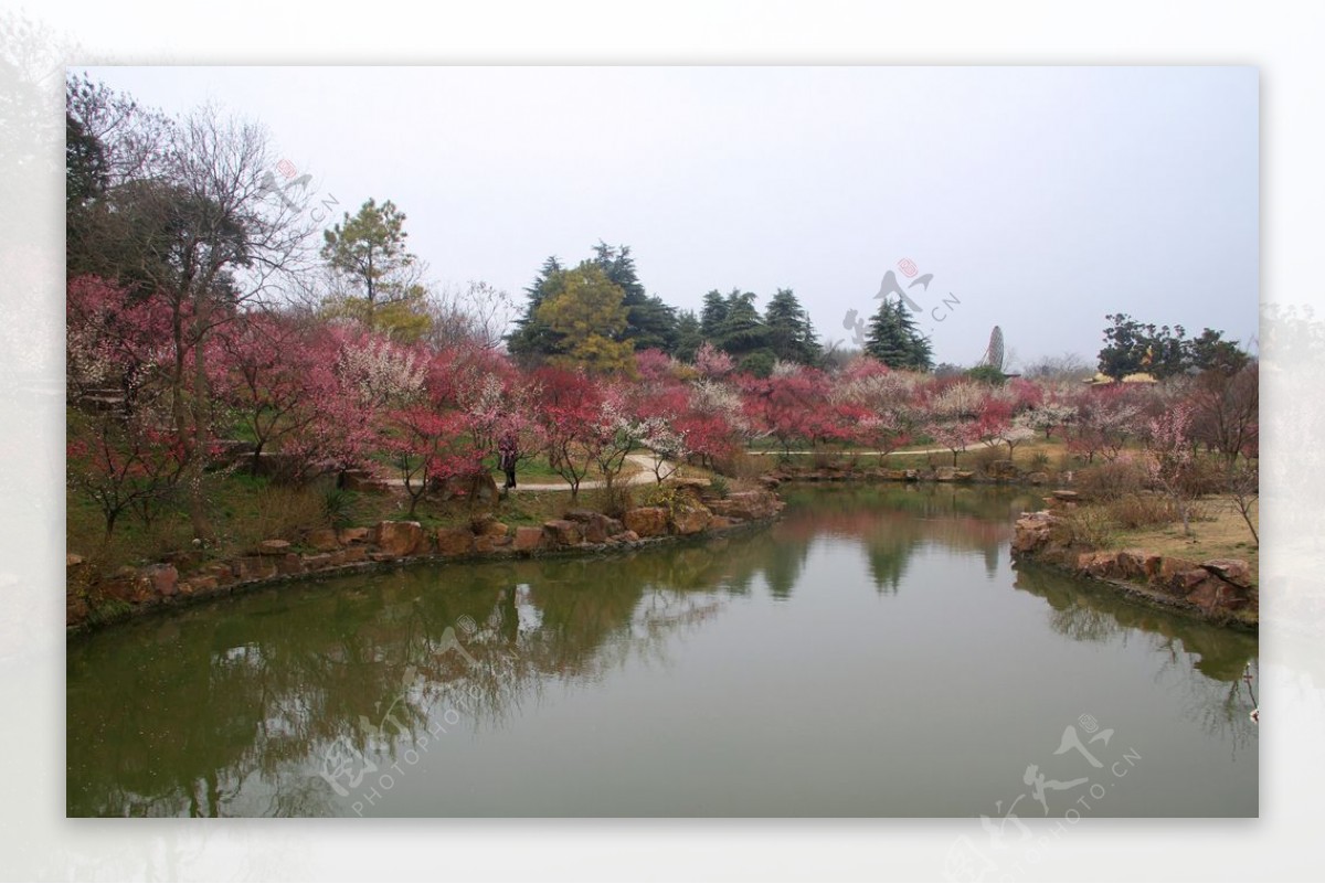 瘦西湖梅花山