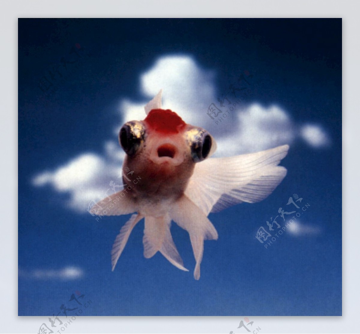 天空中的鱼