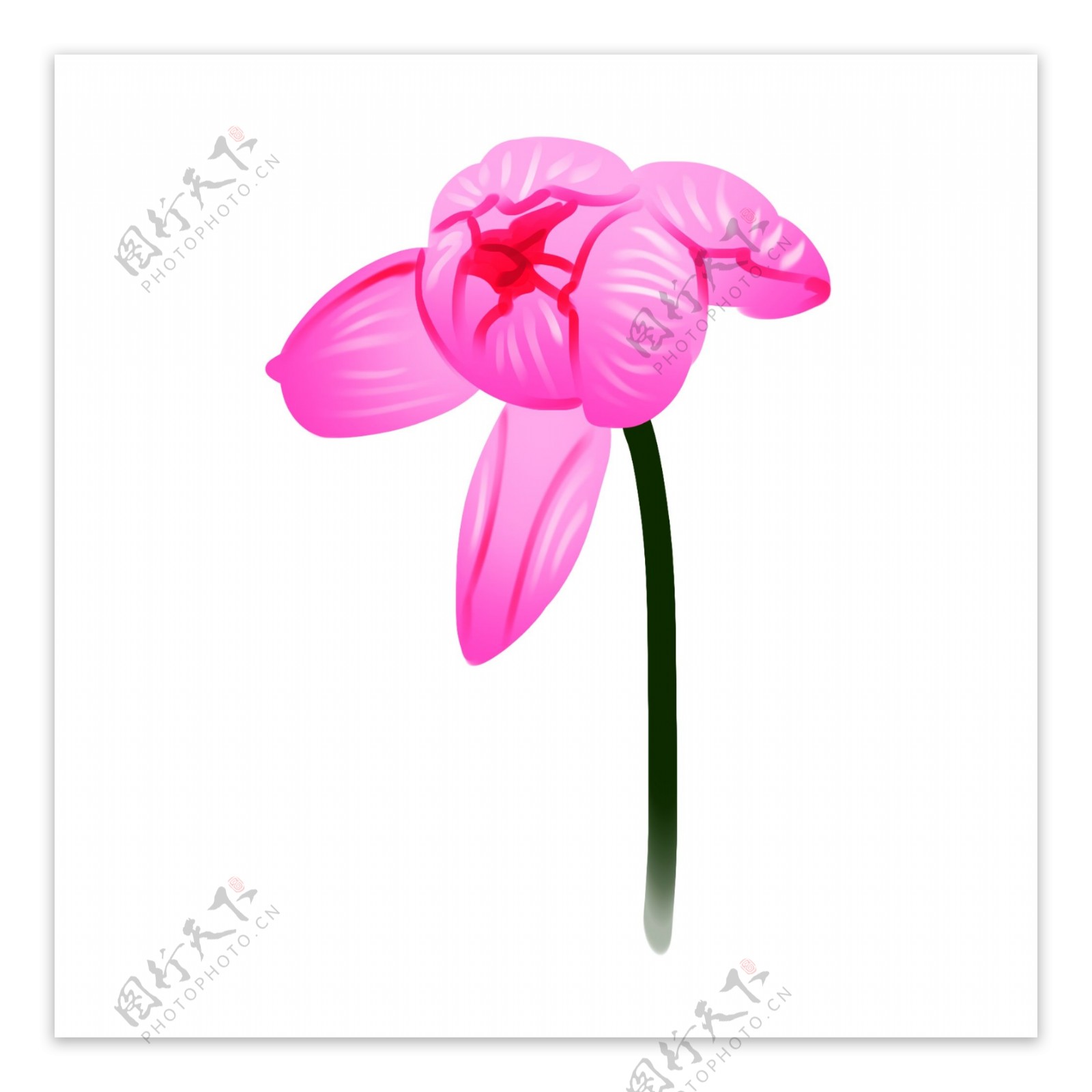 粉色的荷花花朵插画